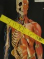 /album/photo-gallery-spooky-science/a2010-10-29-spooky-science-008-jpg/